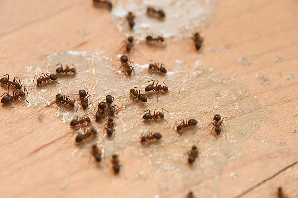 Best Mosquito Control Services  in Alturas, FL