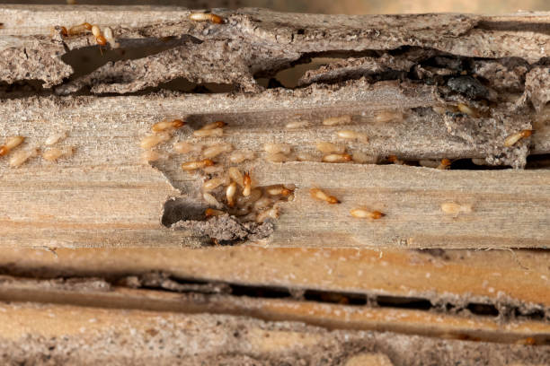 Best Emergency Pest Control  in Alturas, FL